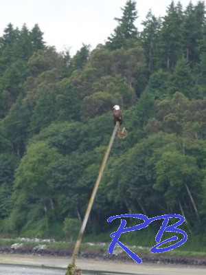 Vashon Island
An eagle on Vashon Island
